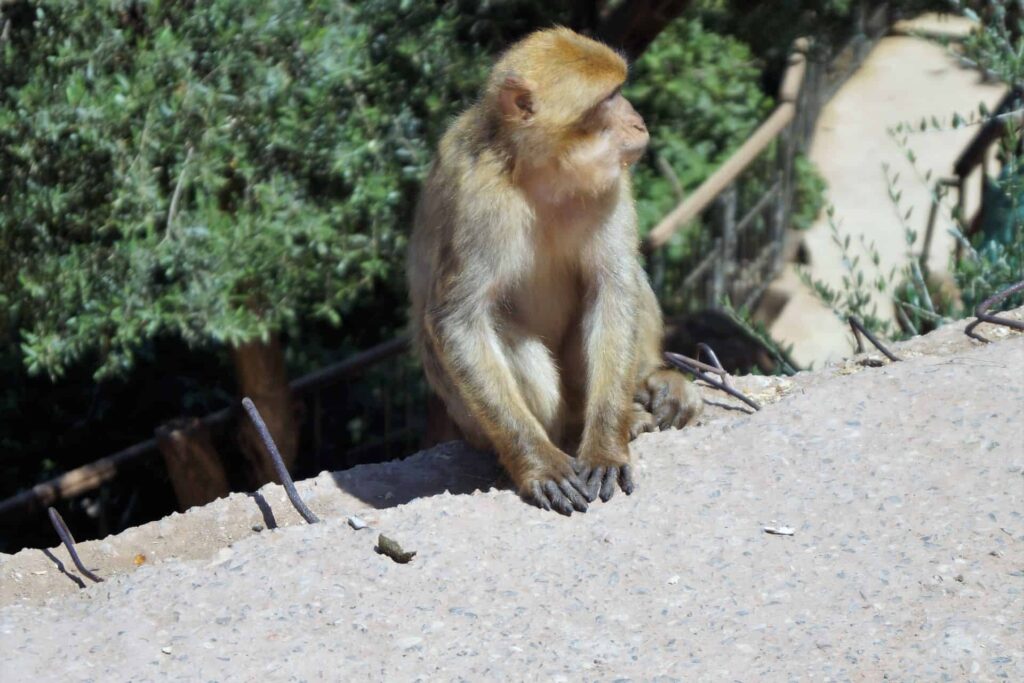 Day Trip To Ouzoud Waterfalls