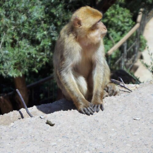Day Trip To Ouzoud Waterfalls