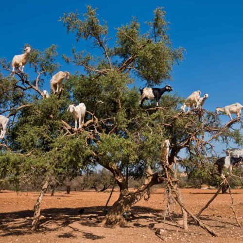Excursions From Marrakech To Essaouira